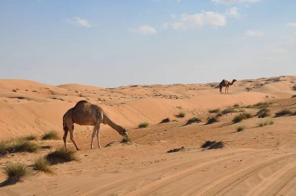 Single Humped Camel Oman Desert — Stockfoto