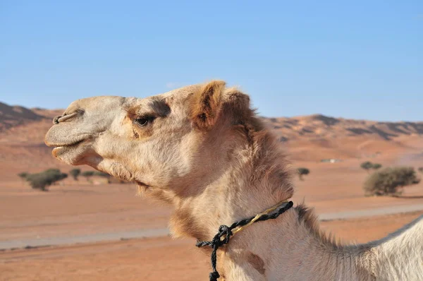 Camelo Corcunda Única Deserto Omã — Fotografia de Stock
