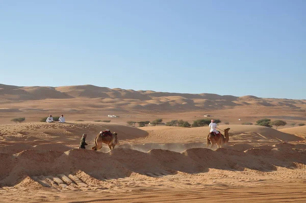 Chameau Simple Bosse Dans Désert Oman — Photo