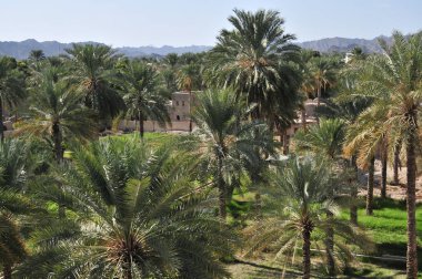 Umman Sultanı Nizwa 'nın manzarası. 