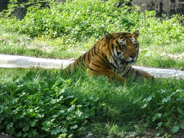 Bengal Tiger Relaxing Chhatbir Zoo — Stock Photo, Image