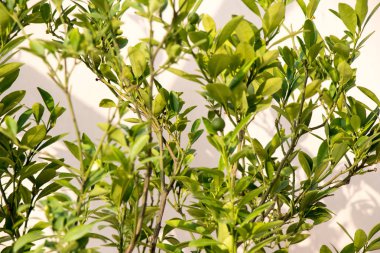 Calamondin Citrofortunella microcarpa bölge