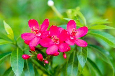 Ed Jatropha integerrima veya Integrileaf Jatropha, baharatlı Jatropha, peregrina benim bahçede