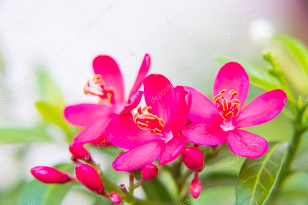 Little Red Peregrina Flowers in gardeen