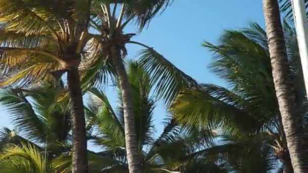 木姆巴尔拍摄的多米尼加共和国国旗进入屏幕与棕榈树在后轮 — 图库视频影像
