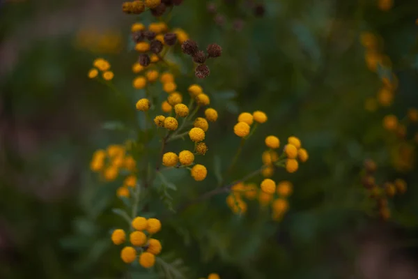 Bunga Kuning Alami Rumput Hijau — Stok Foto