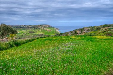 Gozo Adası 'ndaki kır çiçekleri tarlası, Malta