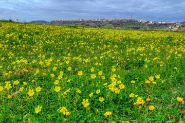 Malta ve Malta bitkileri, tarlada çiçekler, Gozo Adası, Malta