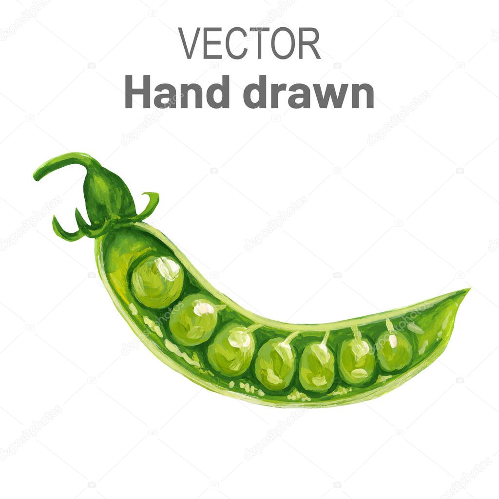 green peas in the pod. Vector illustration of a green pea in a realistic style hand-drawn and traced.