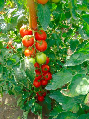 Bush üzerinde asılı sulu güzel domates.