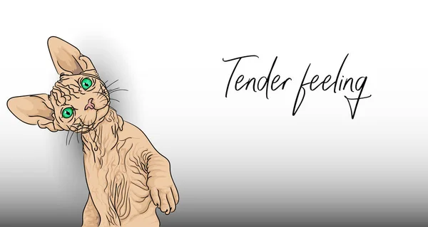 Sensation de tendresse. Le chat chauve drôle n'est pas contre les sentiments tendres . — Image vectorielle