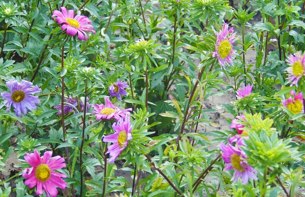 Il prato di casa di bei fiori — Foto Stock