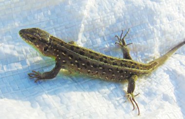 Kertenkele bir çuval üzerinde ayakta poz