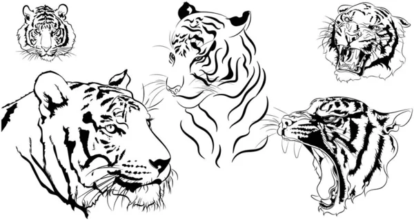 Illustration linéaire des émotions du tigre — Image vectorielle