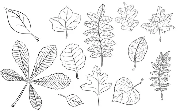 Ensemble d'images vectorielles de contour de feuilles d'arbres à partir de 12 pièces . — Image vectorielle