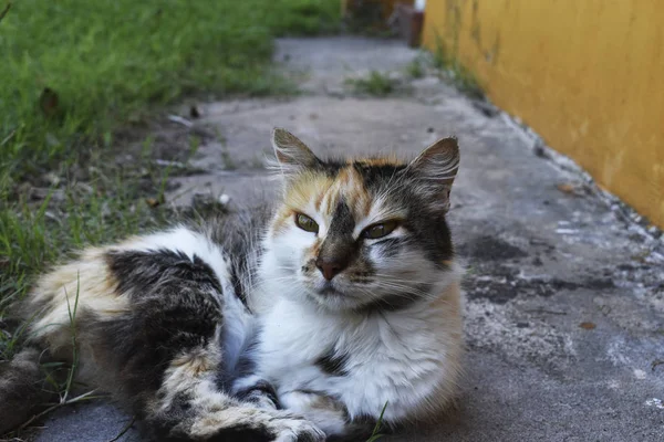 床に寄りかかってかわいい子猫 — ストック写真