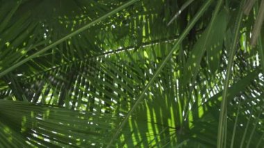 Yaprakların arasından parlayan güneşi olan palmiye ağacı. Palmiye ağacının yapraklarından parlayan güneş ışınları.