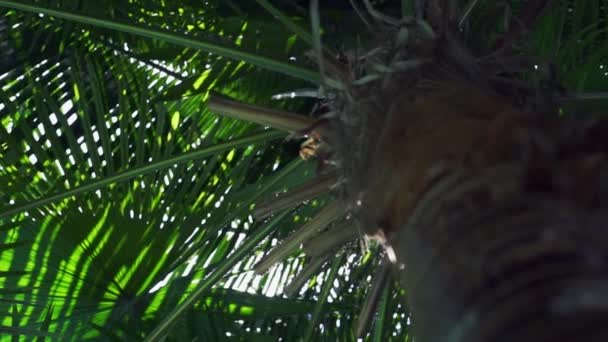 Пальма с солнцем, сияющим сквозь листья. Солнечные лучи светят сквозь листья пальмы. . — стоковое видео