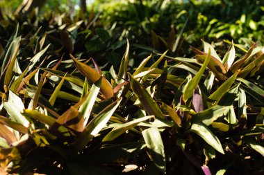 Doğal arka plan görüntüsü olarak yeşil çalılar, morn ile yeşil yaprakları. ışık güneş ışınları.