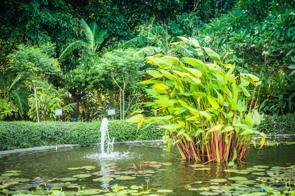 Тропический пруд и пальмы. Тропический пруд окружен пышной растительностью, включая пальмы и ароматные цветы . — стоковое фото