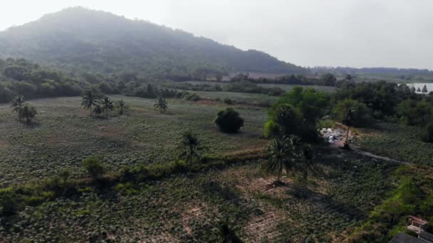 Drone colpo volando sopra campo di mais e valle di montagna. Montagne blu, sole verde natura montagne all'aperto, Panorama vista dall'alto nel nord della Thailandia — Video Stock