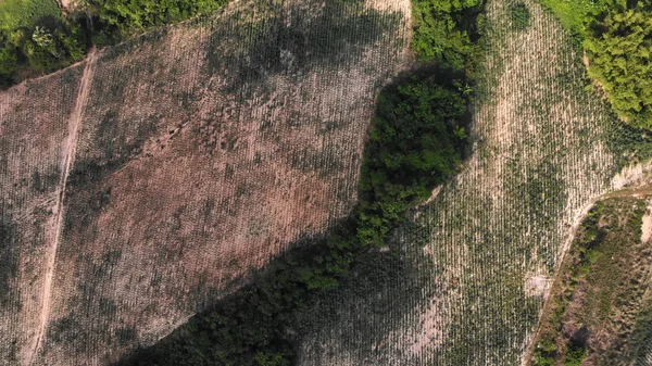 Pirinç teras hava atış. Görüntü güzel Teras pirinç alan Tayland