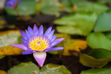 pembe lotus çiçeği veya gölet üzerinde çiçek açmış nilüfer çiçekleri.