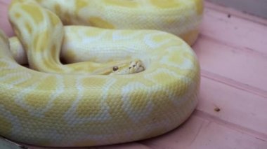 sarı piton yılanı. Sarı renkli, desenli, tehlikeli yaratık.