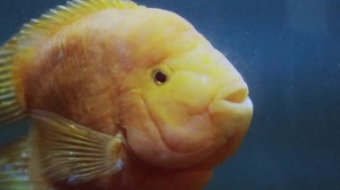 Balık akvaryumu. Oceanarium akvaryumda tehlikeli balık yüzme. Taş, deniz yosunu dolu renkli akvaryum tankı. Renkli akvaryum, okyanusta güzel balık.