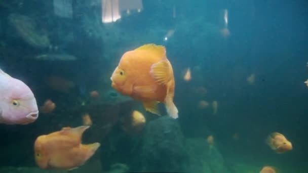 Fish Aquarium. farlig fisk simma i akvariet i Oceanarium. Färgglada akvarium tank fylld med stenar, tång. Färgglada akvarium, vacker fisk i havet. — Stockvideo
