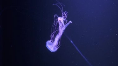 Yavaş yavaş yavaş karanlık akvaryum su içerisinde yüzen bir parlak pembe renk denizanası görünümün arka planına rahatlatıcı