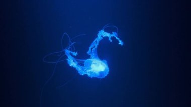 Yavaş hareket yavaş yavaş karanlık akvaryum suda yüzen parlayan mavi renk denizanası görünümü rahatlatıcı arka plan