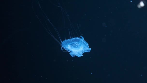 Fondo de vista relajante en cámara lenta de una medusa de color azul brillante flotando lentamente en el agua oscura del acuario — Vídeo de stock