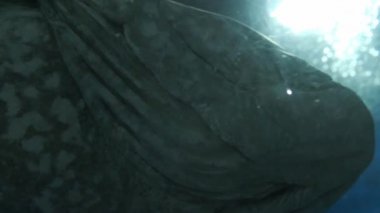 Balık akvaryumu. Oceanarium akvaryumda tehlikeli balık yüzme. Taş, deniz yosunu dolu renkli akvaryum tankı. Renkli akvaryum, okyanusta güzel balık.