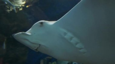 Akvaryumda Stingray. Akvaryum penceresinden Closeup Stingray.