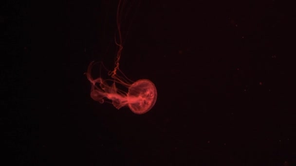 Slow motion avkopplande utsikt bakgrund av en glödande röd färg maneter sakta flyter i mörkret akvarium vatten — Stockvideo