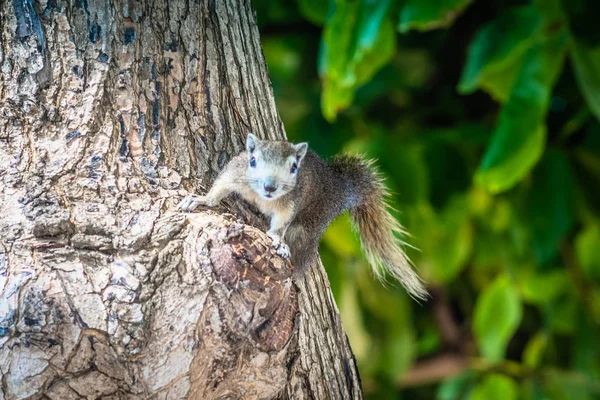 squirrel on a tree. squirrel in a tree watching the photographer while looking for food.