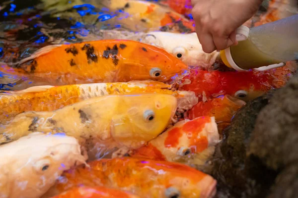 Kultivierte Koi-Fische schwimmen anmutig im Wasser, bunte Koi-Fische im Teich. — Stockfoto