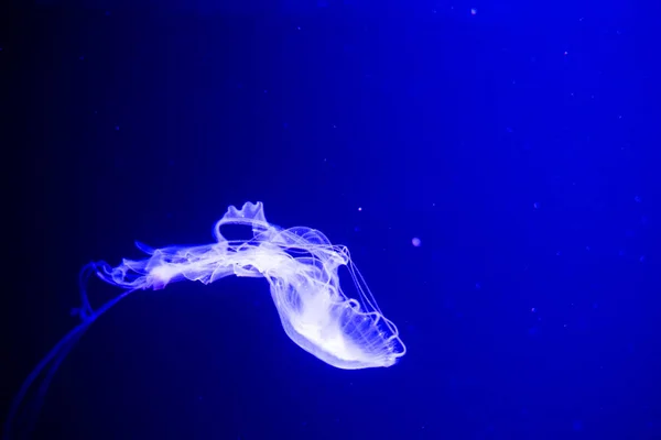 Fondo de vista relajante en cámara lenta de una medusa de color rosa brillante flotando lentamente en el agua oscura del acuario — Foto de Stock