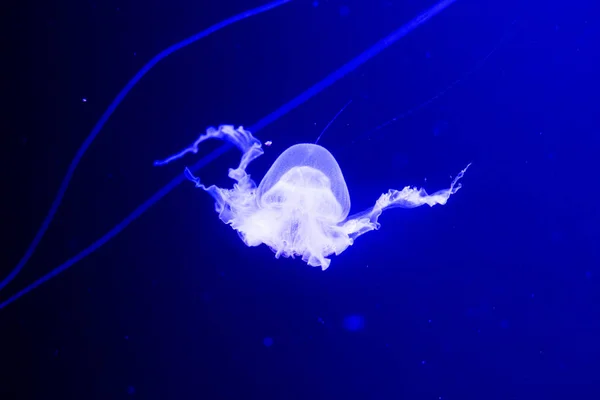 Fondo de vista relajante en cámara lenta de una medusa de color rosa brillante flotando lentamente en el agua oscura del acuario — Foto de Stock