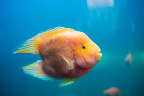 Fish aquarium. dangerous fish swiming in aquarium in oceanarium. Colorful aquarium tank filled with stones, seaweed. Colorful aquarium, beautiful fish in ocean. — Stock Photo, Image