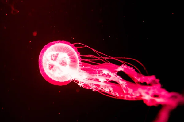 Fondo de vista relajante en cámara lenta de una medusa de color rojo brillante flotando lentamente en el agua oscura del acuario — Foto de Stock