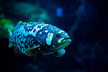 Balık akvaryumu. Oceanarium akvaryumda tehlikeli balık yüzme. Taş, deniz yosunu dolu renkli akvaryum tankı. Renkli akvaryum, okyanusta güzel balık.