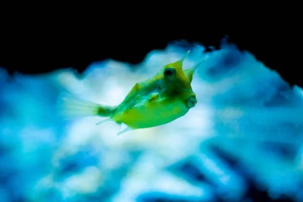 Aquarium colourfull fishes in dark deep blue water. — Stock Photo, Image