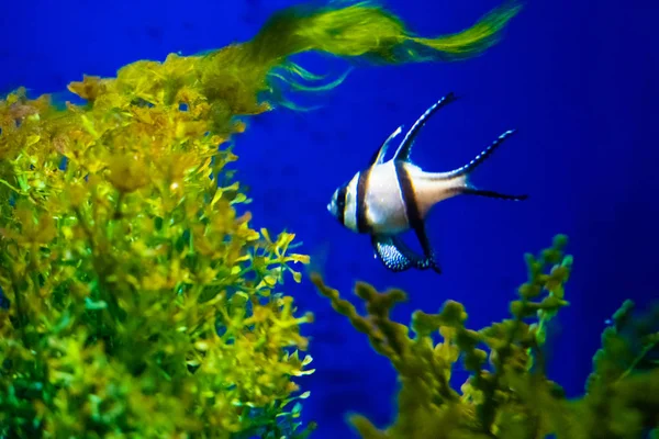 aquarium colourfull fishes in dark deep blue water.