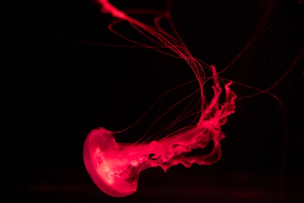 Fondo de vista relajante en cámara lenta de una medusa de color rojo brillante flotando lentamente en el agua oscura del acuario — Foto de Stock