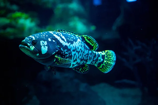 Fish aquarium. dangerous fish swiming in aquarium in oceanarium. Colorful aquarium tank filled with stones, seaweed. Colorful aquarium, beautiful fish in ocean. — Stock Photo, Image