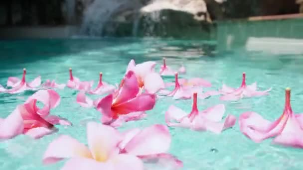 Квітка франгіпані плаває в прозорій блакитній воді, з копіювальним простором . — стокове відео