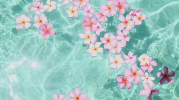 Frangipani fleur flottant dans l'eau bleue claire, avec espace de copie . — Video