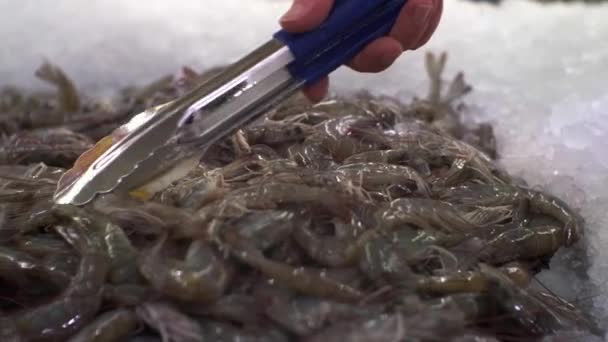 Crevettes fraîches au marché aux poissons traditionnel. Vitrine aux crevettes. Fruits de mer sur le comptoir du supermarché — Video